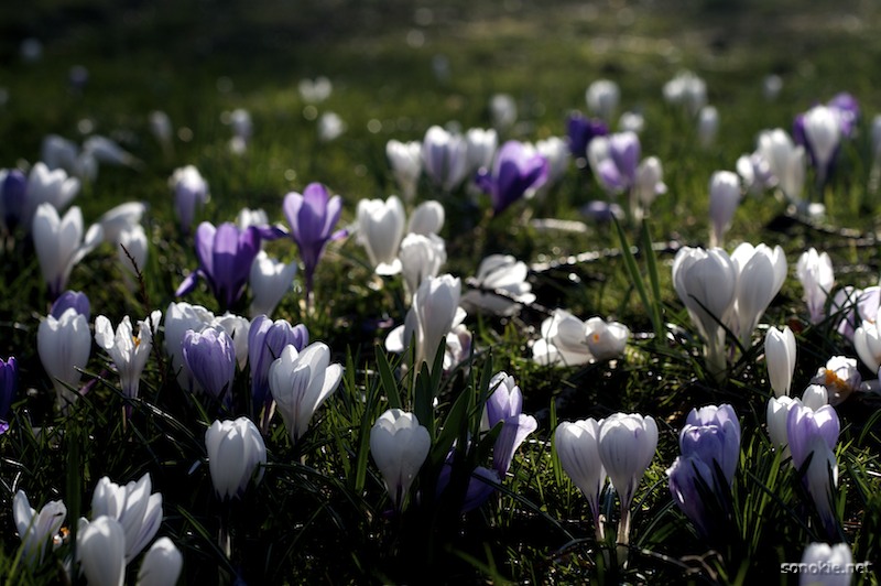 spring is almost here