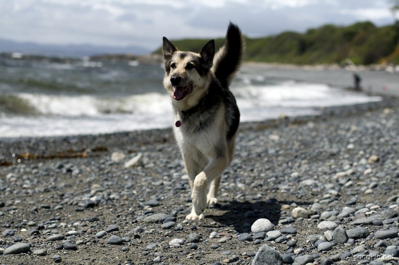 happy dog