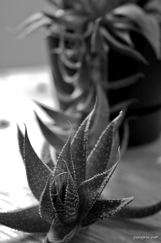 spikes
