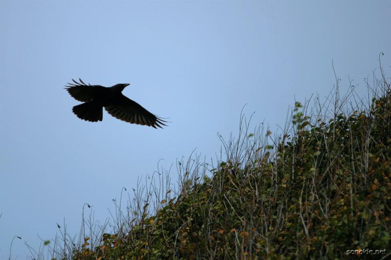flight