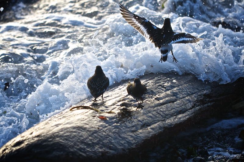 wave jumping