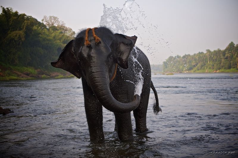 bathing elephant