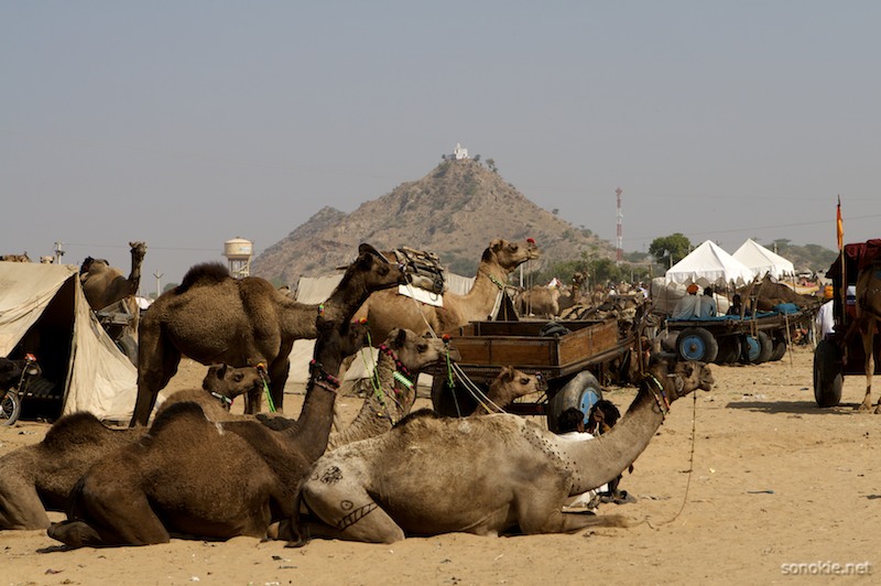 pushkar