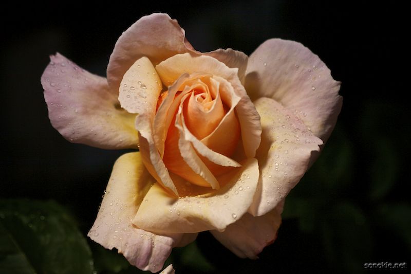 the rose garden