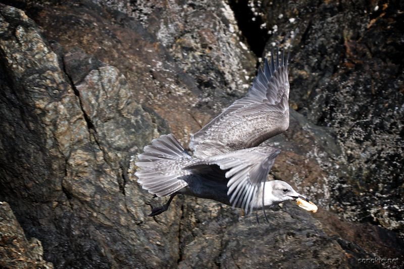 seagull with a bagel