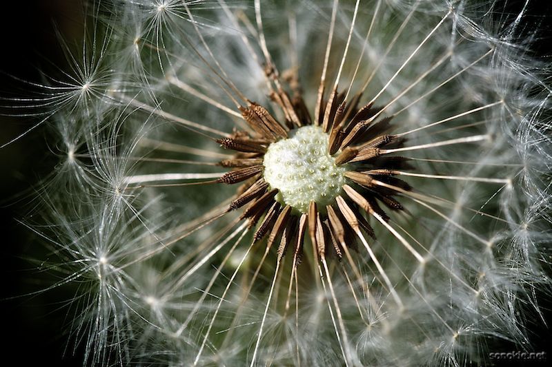 flying seeds
