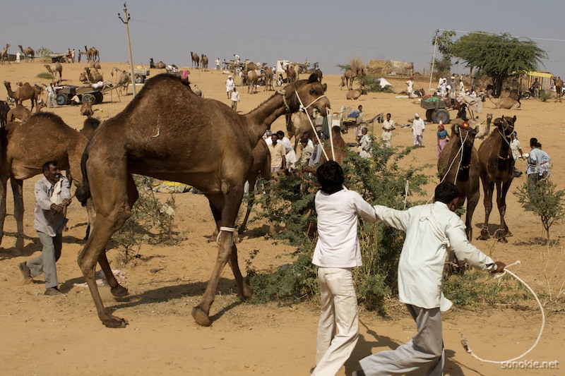 camel wrangling