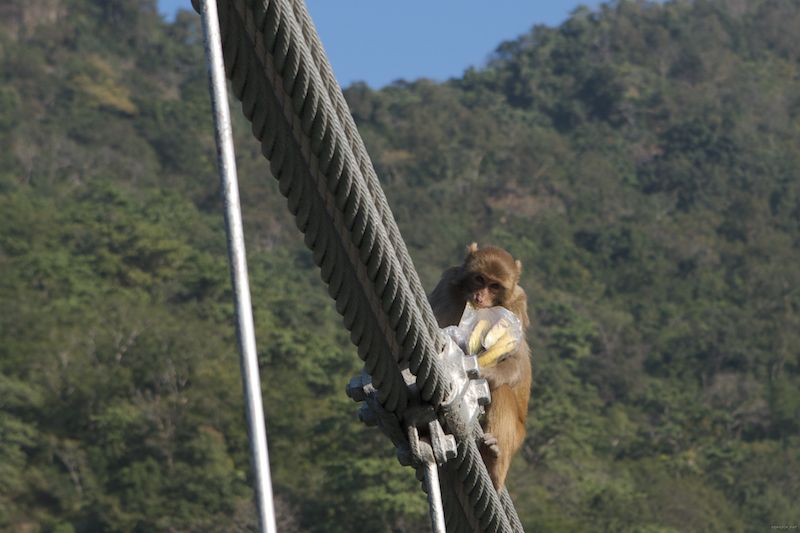 banana thief