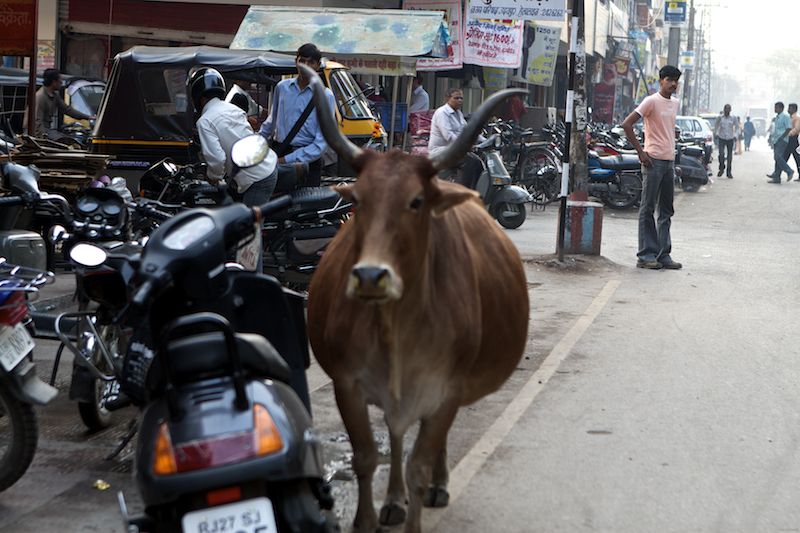 cow handlebars