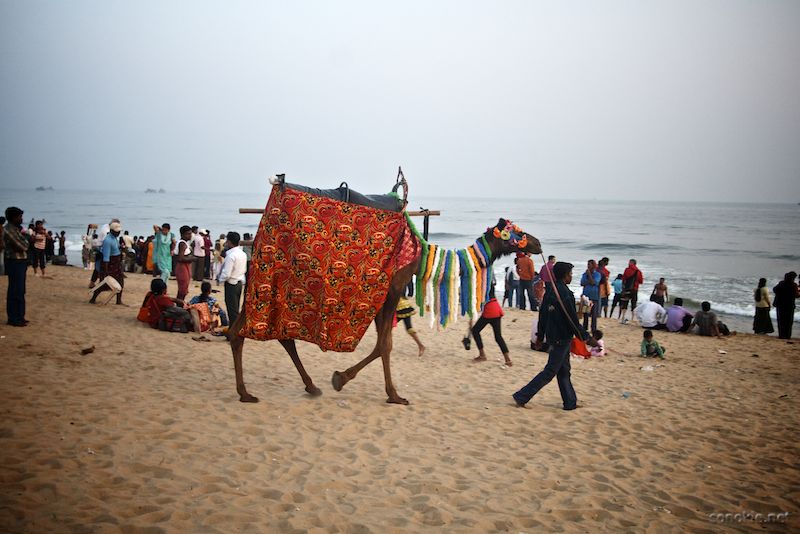 camel at puri