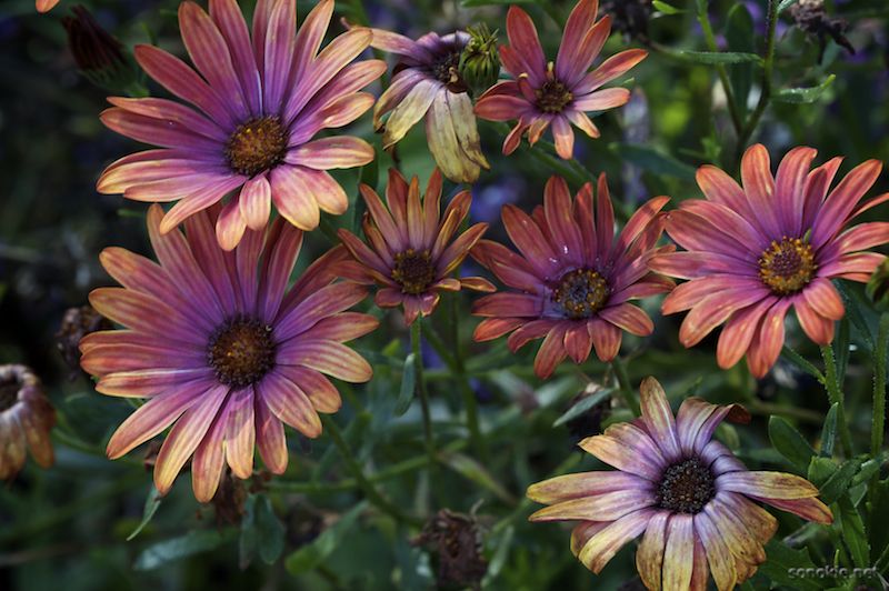 painted flowers