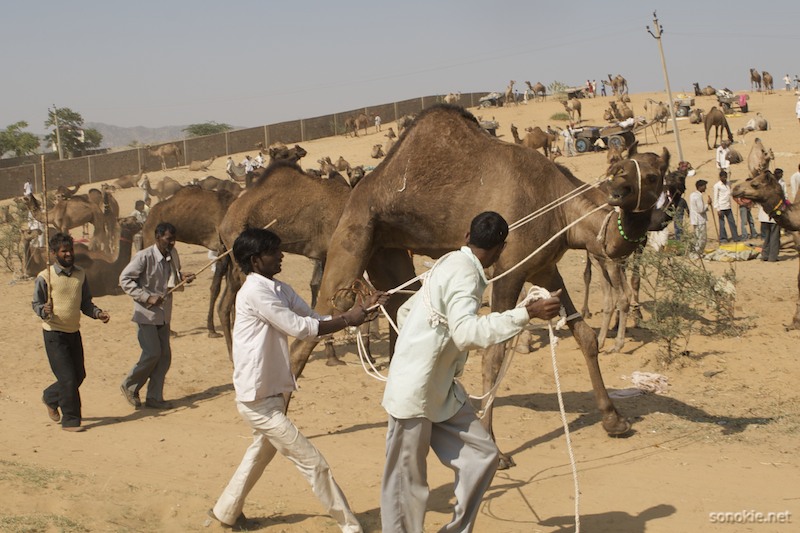 camel wranglers