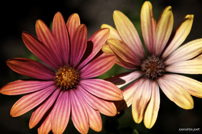 dirty flowers
