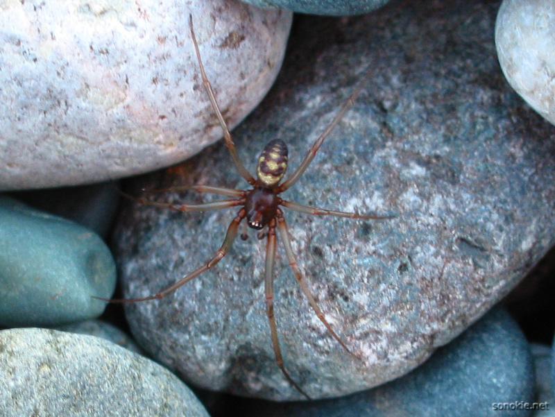 spider