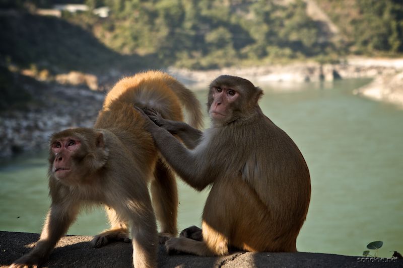 friendly grooming