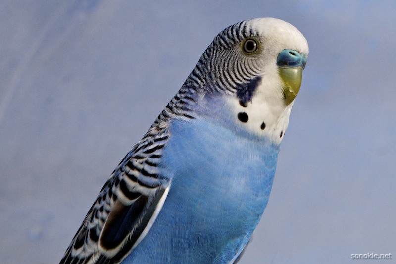 blue budgie