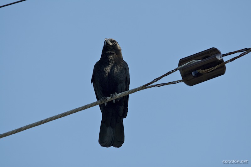 bird on a wire