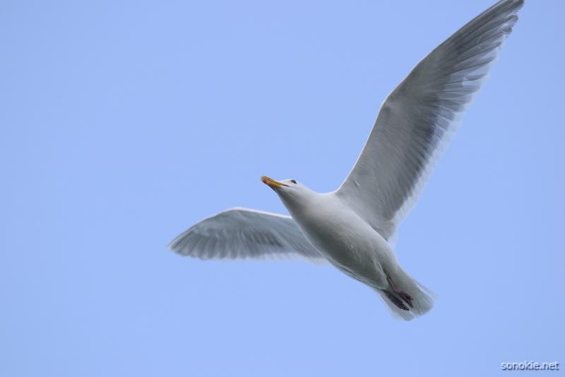 i do not like seagulls